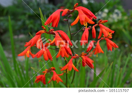 crocosmia 105115707