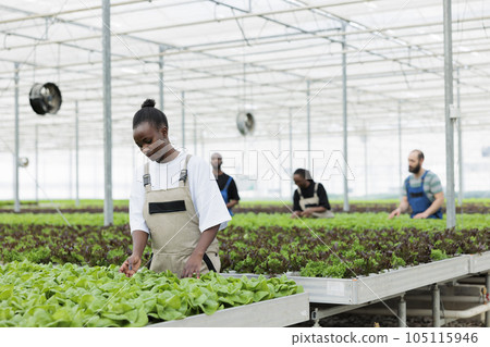 Busy group of farmers growing nutritious healthy eco friendly organic leafy greens in modern agricultural greenhouse. Regenerative horticulture using pesticide free soil fertilizer Busy group of farmers growing nutritious healthy eco friendly organic leafy greens in modern agricultural greenhouse. Regenerative horticulture using pesticide free soil fertilizer 105115946