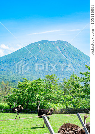 有島鴕鳥牧場的新雪谷風景 105116092