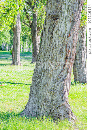 Scenery of Maeda Forest Park, Sapporo 105116154