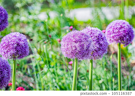 Scenery of Eskonfield 105116387