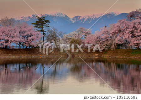 Miwa Kasahara, Ina City, Nagano Prefecture Rokudotsutsumi Takato Kohiganzakura and Somei Yoshino cherry blossom trees at sunrise and the water mirror of the Central Alps Miwa Kasahara, Ina City, Nagano Prefecture Rokudotsutsumi Takato Kohiganzakura and Somei Yoshino cherry blossom trees at sunrise and the water mirror of the Central Alps 105116592