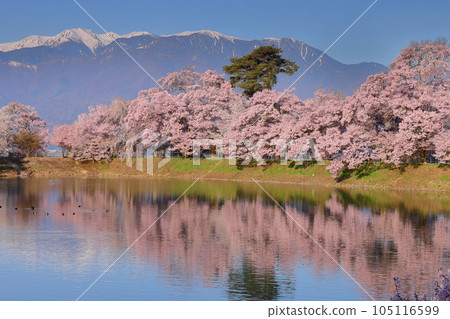 Miwakasahara, Ina City, Nagano Prefecture Takatookohiganzakura and Somei Yoshino cherry trees along Rokudo-tsutsumi and the water mirror of the Central Alps with remaining snow Miwakasahara, Ina City, Nagano Prefecture Takatookohiganzakura and Somei Yoshino cherry trees along Rokudo-tsutsumi and the water mirror of the Central Alps with remaining snow 105116599