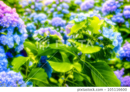 AI image Hydrangea AI image Hydrangea 105116600
