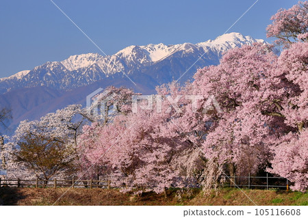 Miwakasahara, Ina City, Nagano Prefecture: Rows of Takatookohigan cherry trees and Somei Yoshino cherry trees along Rokudo no Tsutsumi and the remaining snow in the Central Alps Miwakasahara, Ina City, Nagano Prefecture: Rows of Takatookohigan cherry trees and Somei Yoshino cherry trees along Rokudo no Tsutsumi and the remaining snow in the Central Alps 105116608