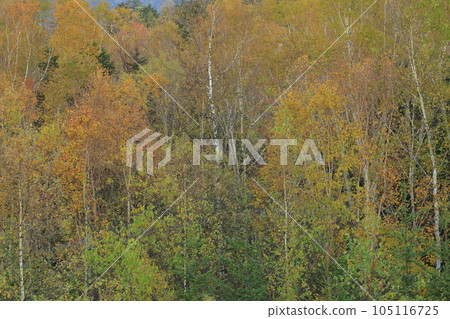 The autumn leaves forest The autumn leaves forest 105116725