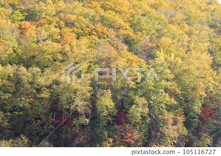 The autumn leaves forest The autumn leaves forest 105116727