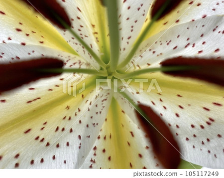 日本百合花特寫3 日本百合花特寫3 105117249
