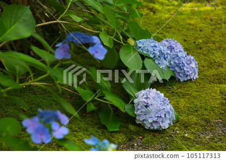 城市中的綠洲,洋光館花園 城市中的綠洲,洋光館花園 105117313
