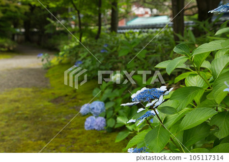 An oasis in the city, Yokokan Garden 105117314