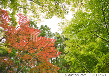 An oasis in the city, Yokokan Garden 105117321