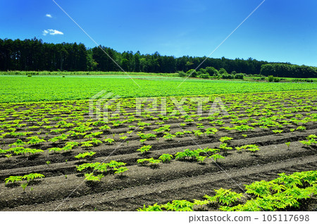 以清澈的藍天為背景拍攝盛夏的菜地風景 以清澈的藍天為背景拍攝盛夏的菜地風景 105117698