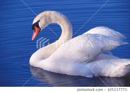 Swan standing quietly in the pond Watercolor painting 105117773