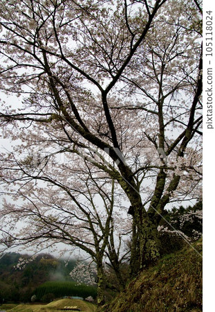 櫻花盛開時的三河內棚田露台 105118024