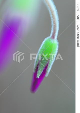 pretty violet bud 105118088