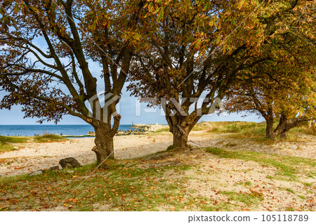 Sandy beach on coastline of Baltic Sea on Vistula Spit. Baltiysk. Russia 105118789