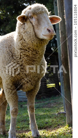 Vertical image of close up of white sheep over farmhouse on sunny day 105118804