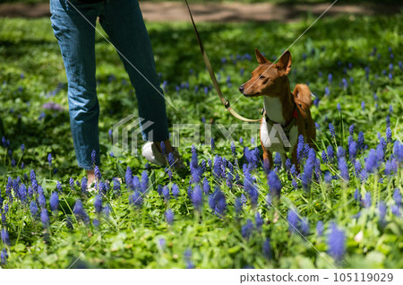 African basenji dog walks with the owner among the Muscari flowers. African basenji dog walks with the owner among the Muscari flowers. 105119029