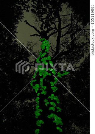 八甲田的月代岳 105119093