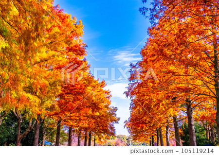 長井植物園水杉的秋葉 105119214