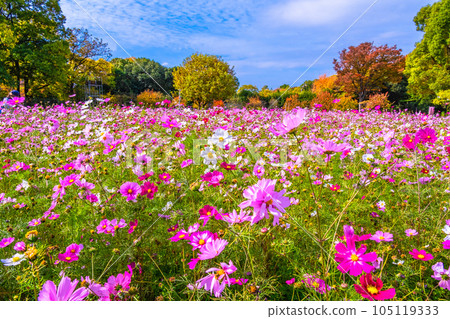 長井植物園波斯菊和秋葉 長井植物園波斯菊和秋葉 105119333