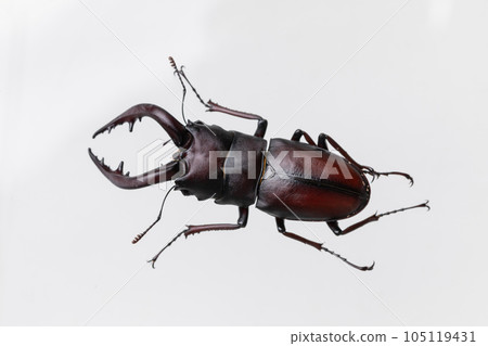 Stag beetle Stag beetle 105119431