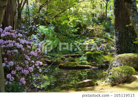 日本京都，一片寂靜的池塘和花園 105119515