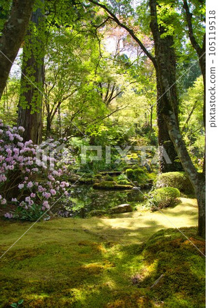 陽光透過樹木灑落 日本京都 陽光透過樹木灑落 日本京都 105119518