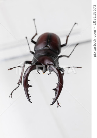 Stag beetle 105119572
