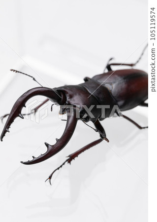 Stag beetle 105119574