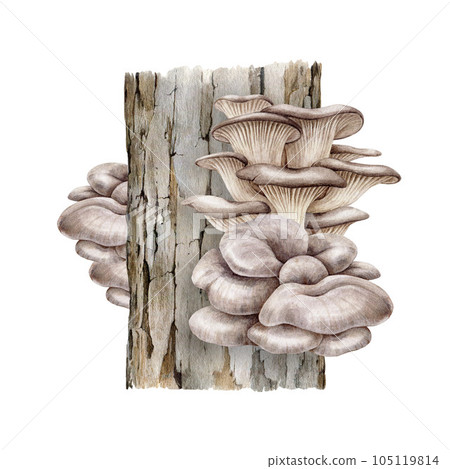 Oyster mushroom bunch growing on a tree trunk. Watercolor illustration. Hand painted Pleurotus ostreatus fungi. Oyster fresh natural mushrooms growing on a tree. White background 105119814