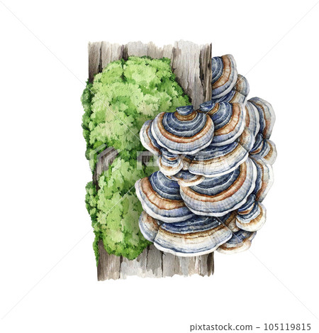 Turkey tail mushroom on a tree trunk with green moss. Watercolor illustration. Trametes versicolor fungus. Turkey tail fungus growing on a mossy tree natural element. Isolated on white background 105119815