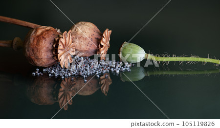 Dried poppy seed heads against dark background Dried poppy seed heads against dark background 105119826