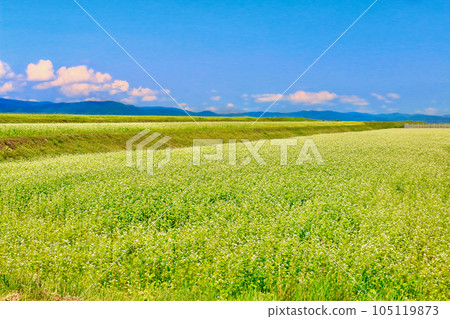 Terraced fields of buckwheat Terraced fields of buckwheat 105119873