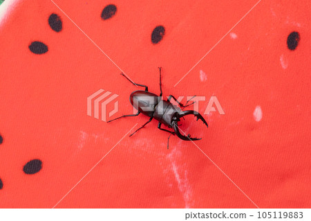 西瓜和鍬蟲 鍬蟲和西瓜 105119883