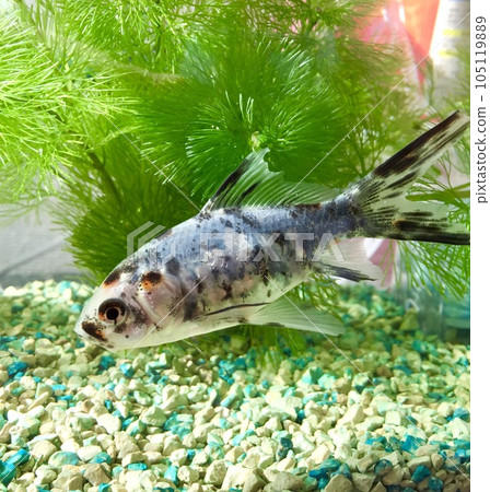 金魚在水族館裡游泳 105119889