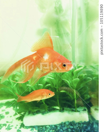 金魚在水族箱裡快樂地游來游去 金魚在水族箱裡快樂地游來游去 105119890