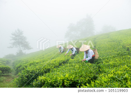 farmer with tea plantation 105119903