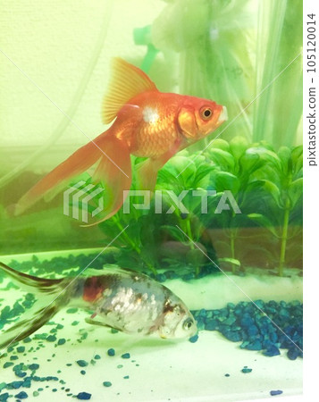 Goldfish swimming happily in an aquarium Goldfish swimming happily in an aquarium 105120014