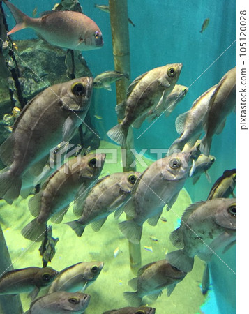 魚在魚缸裡游泳 魚在魚缸裡游泳 105120028