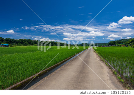 Rural scenery of Hayama Island Summer countryside Kanagawa's original scenery Rural scenery of Hayama Island Summer countryside Kanagawa's original scenery 105120125