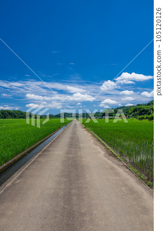葉山島的田園風光 夏季田園神奈川的原始風光 葉山島的田園風光 夏季田園神奈川的原始風光 105120126