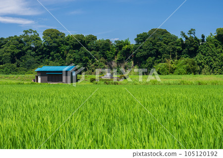 Rural scenery of Hayama Island Kanagawa's rural scenery The original scenery Rural scenery of Hayama Island Kanagawa's rural scenery The original scenery 105120192