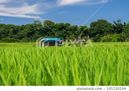 Rural scenery of Hayama Island Kanagawa's rural scenery The original scenery Rural scenery of Hayama Island Kanagawa's rural scenery The original scenery 105120194