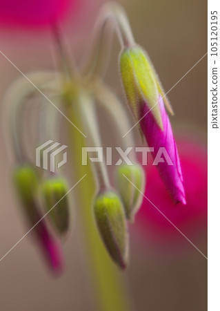 pretty oxalis bud pretty oxalis bud 105120195