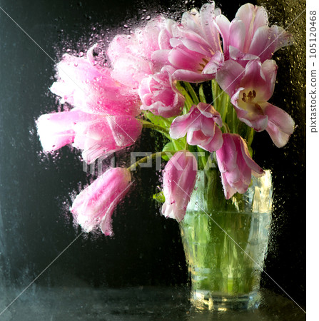 pink tulips behind the glass window in the house 105120468