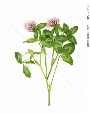 clover branch clover branch 105120472