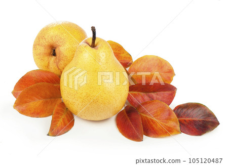 Fresh ripe fruits of pears with leaves isolated on white background Fresh ripe fruits of pears with leaves isolated on white background 105120487