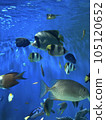 Aquarium tropical fish 105120652