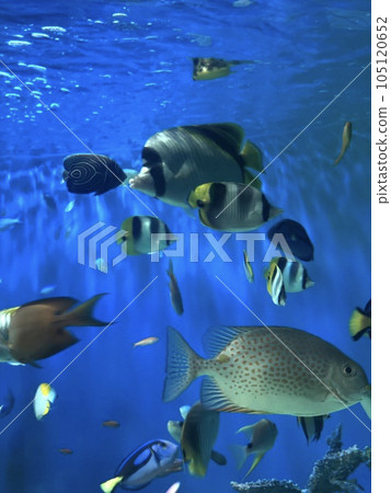 水族館熱帶魚 105120652